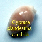 Cypraea clandestina candida, Pease 1865